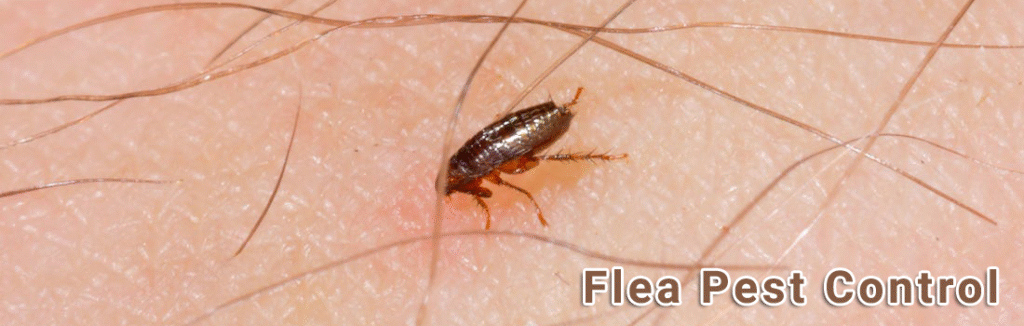 flea-pests